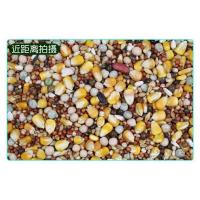 邮5斤装有玉米鸽粮赛飞营养饲料鸟食信鸽观赏鸽肉鸽粮鸽子食