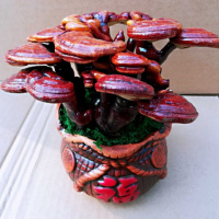 买13送喷壶高产蘑菇菌菌种食用菌阳台多肉植物花卉盆栽出菇