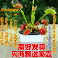 带盆栽好捕蝇盆栽食虫猪笼茅膏菜多肉驱蚊室内植物食人花