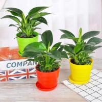 金钻盆栽吸二手烟净化空气吸甲醛防辐射辟邪美观盆栽花卉带盆栽好