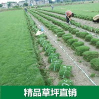 带泥土真坪绿植果岭马尼拉四季青庭院高尔夫球场绿化