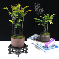 室内盆景花卉小叶紫檀黑骨茶树苗紫檀树桩绿植盆栽耐寒四季常植物