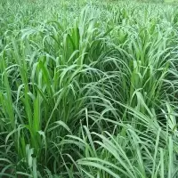 甜象种子台湾牧种子南方北方多年生种植猪牛羊鸡鸭鹅鱼兔籽