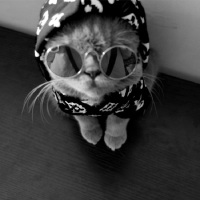 全棉supreme潮牌宠物衣服春秋夏款连帽卫衣猫咪狗狗服装漫威背心