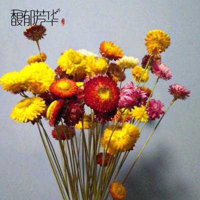 云南天然干花小雏菊麦秆菊七彩菊 干花花束真花装饰插花 家居摆设