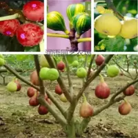 无花果树苗盆栽无花果苗阳台庭院大田果园栽植无花果健胃排毒