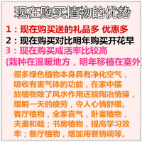 [十五颗12.8]栀子花苗盆栽花卉浓香型室内外观花绿植物四季开花