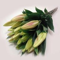 云南花卉基地新鲜百合玫瑰洋桔梗康乃馨鲜花批邮空运家庭插花