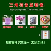 大红三角梅花苗盆栽室内观花植物培花卉绿植庭院四季开花带花盆