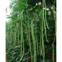 特长绿先锋豆角种子绿条豇豆翠绿色长豆角大棚露天基地蔬菜种子