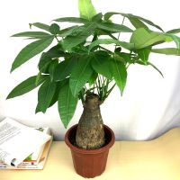 财树室内外花卉盆景植物盆栽大招财树摇钱树花苗客厅大型绿植
