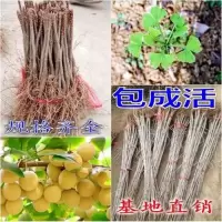 银杏树苗银杏苗白果树苗庭院风景树盆景园林绿化苗木行道树长寿树