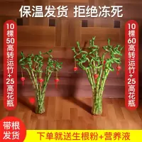 富贵竹转运竹荷花竹培土培植物花卉室内绿植小盆栽客厅盆景