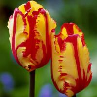 [四季种植开花]郁金香荷兰进口郁金香大种球 郁金香种子花种子