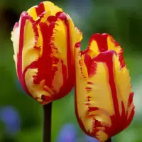 [四季种植开花]郁金香荷兰进口郁金香大种球 郁金香种子花种子