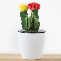 仙人球多肉植物三色组合盆栽绯牡丹红办公防辐射盆景仙人掌