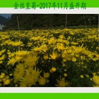 买3送1金丝婺源皇菊食用菊花苗内鲜绿植盆景花卉盆栽多肉植物[预售:1月22日完]