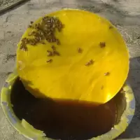 诱蜂专用蜂蜡500g天然土蜂腊诱蜂红木保养蜂蜡招蜂蜜蜂腊邮