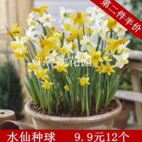 正宗潮州仙花种球养植物球根室内培花卉冬季盆栽仙种子