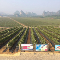 火龙果苗 红心 红肉 果苗 盆栽 树苗 南北庭院阳台种植 软枝大红