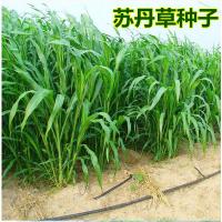 进口苏丹种子杂交牧种子南方北方牛羊鱼籽种子鱼吃的牧
