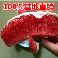 三红蜜柚子树苗红心柚子苗嫁接苗橘树苗桔子树苗盆栽植物花卉