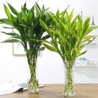 观音竹富贵竹转运竹开远竹竹子龙竹荷花竹绿植室内盆栽绿植