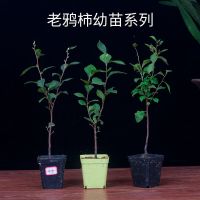 进口日本老鸦柿品种 盆栽小苗微型盆景素材苗办公桌阳台盆栽实拍