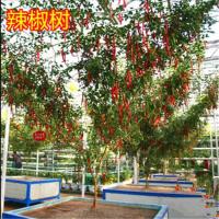 观赏树形蔬菜种四季播进口多年生瓜西瓜番茄茄子苦瓜辣椒树种子