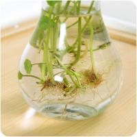 [9个装]风信子玻璃瓶办公室绿萝铜钱培植物花瓶器皿