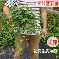 金边常春藤兰植物绿植花卉竹梅绿植盆栽金心边兰常青藤活
