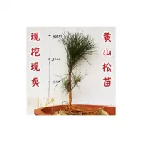 [5棵]松树苗山松松苗花卉盆景园艺绿植造型盆景松树园林松苗造型松苗现挖现卖绿化松树苗圃松苗