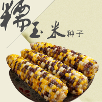 彩甜糯2000穗大穗长抗病 高产糯彩色 彩玉米种子一代杂交甜糯玉米