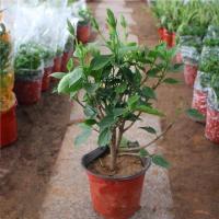 扶桑花苗月季花苗重瓣盆栽红色朱瑾牡丹室内阳台四季开花绿植物