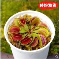 食虫植物捕蝇盆栽食虫植物捕蝇驱蚊子捕苍蝇香小虫食虫植物