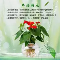 【培专用营养液】强根壮苗防叶养液肥免稀释绿萝盆栽多肉