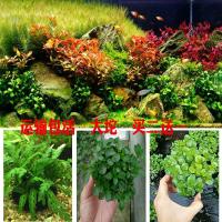 买二送一鱼缸造景族箱装饰真懒人爬地迷你矮珍珠