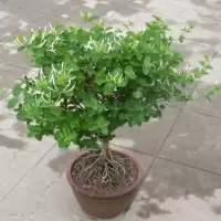 耐寒植物 盆栽地栽金银花苗 攀援爬藤植物白红色金银花可药用
