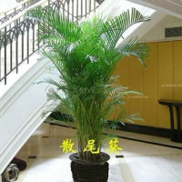 散尾葵,凤尾竹盆载椰子树办公居家绿植景观,椰子苗,除甲醇净空气