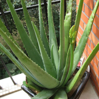 [不带盆][不带票][夏季美颜补神器][库拉索芦荟5年苗]8-12片叶子美国库拉索芦荟盆栽多肉植物