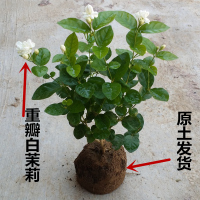[茉莉花基地现挖,带原土保障成活率]茉莉花盆栽双色茉莉邮