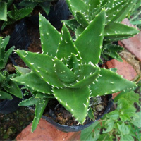 波露雪花芦荟多肉植物路办公室芦荟防辐射小盆栽