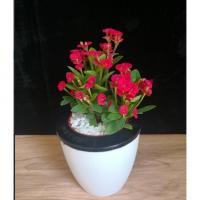 虎刺梅 铁海棠盆栽 办公室室内植物花卉净化空气防辐射 四季开花