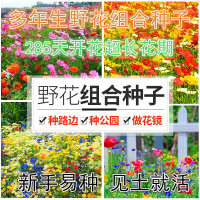花种子易活波斯菊野花组合种子买二送一四季开花庭院阳台易种花卉