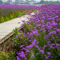 花种子四季易种活马鞭种子多年生四季花植物种子耐寒耐旱花籽