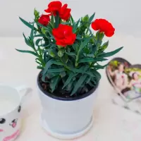 精品康乃馨石竹盆栽庭院阳台室内观花植物带花苞四季开花绿植花卉