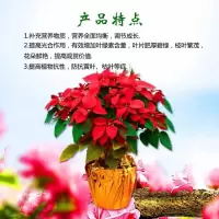 [两件减3块]花卉植物通用营养液500ml桂花月季牡丹盆栽花肥料