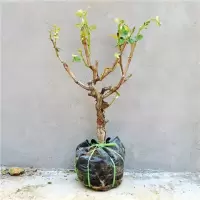 [结果]葡萄树苗爬藤果树苗葡萄苗盆栽地栽八年苗南方北方种植