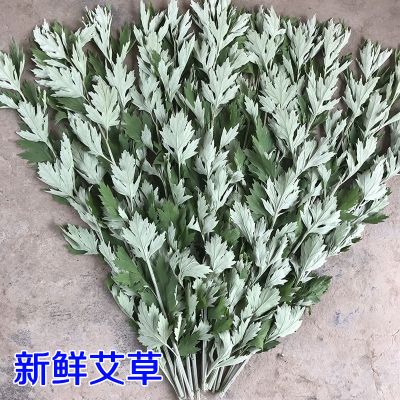 艾500克新鲜整支带茎艾艾叶艾蒿端午节洗澡泡脚辟邪祛寒