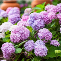 [买三送一]庭院阳台盆栽花卉 八仙花绣球 无尽夏 1加仑盆栽苗